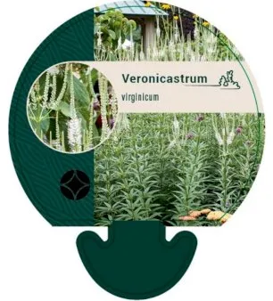 Virginischer Ehrenpreis